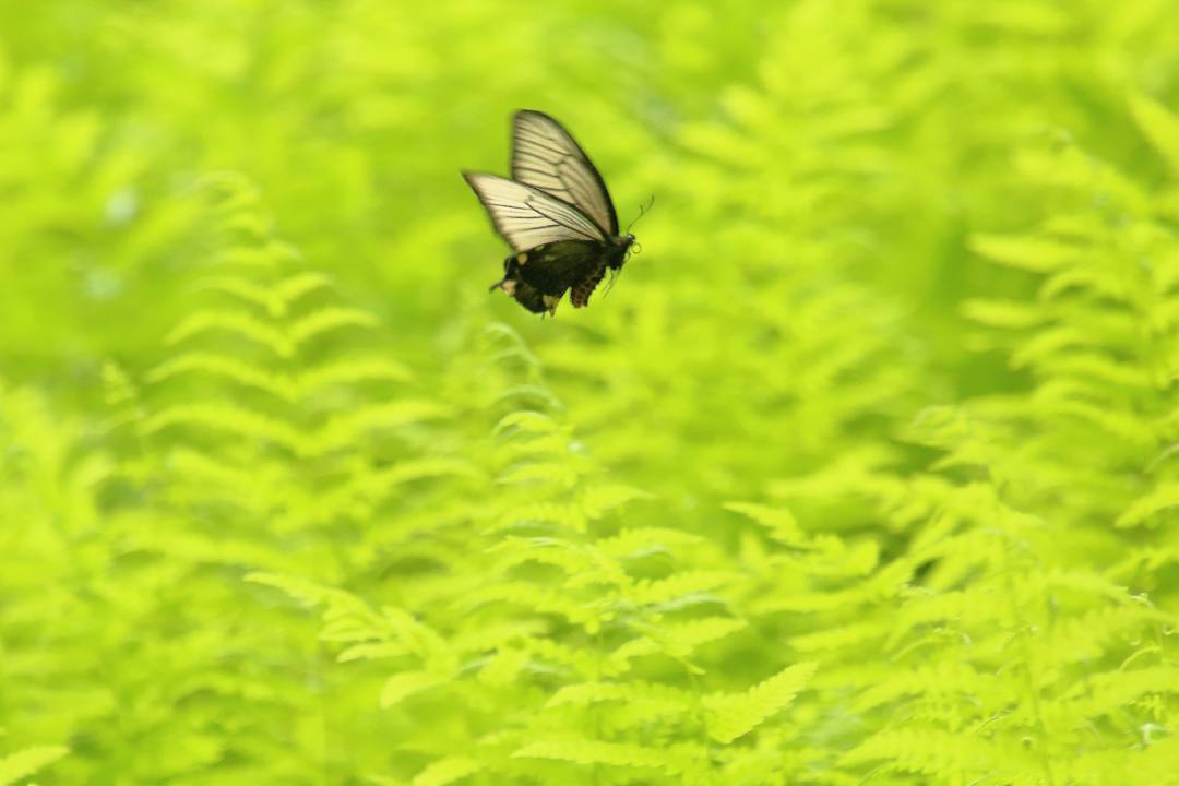 ボロボロの蝶_e0403850_21334958.jpg