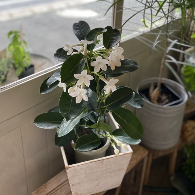 マダガスカルジャスミン 野草が好き 花あそび Cono Co Co