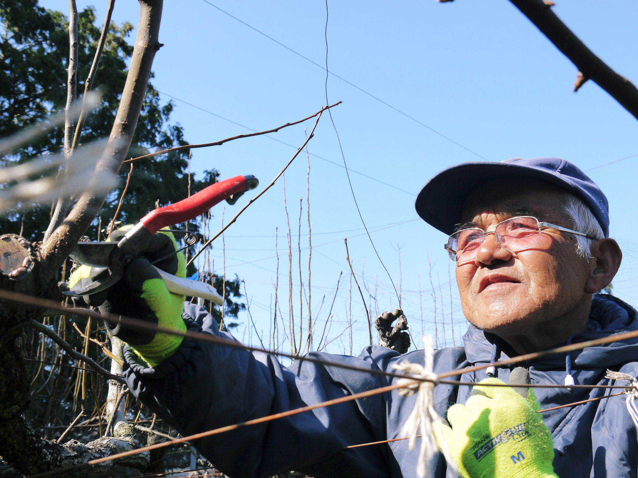 熊本梨「幸水」先行予約受付中!岩永農園さんは今年も無袋栽培&樹上完熟にこだわり出荷します!(後編)_a0254656_17151499.jpg