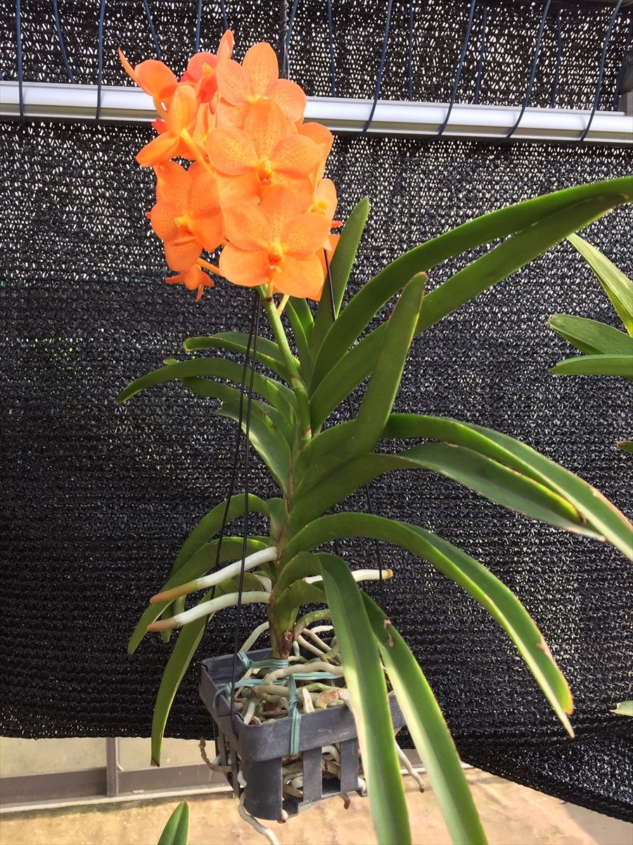 lepanthes thysanota レパンテス　希少種パルダリウム原種洋蘭 lepanthes thysanota レパンテス 希少種パルダリウム原種洋蘭 Ecuador 南米