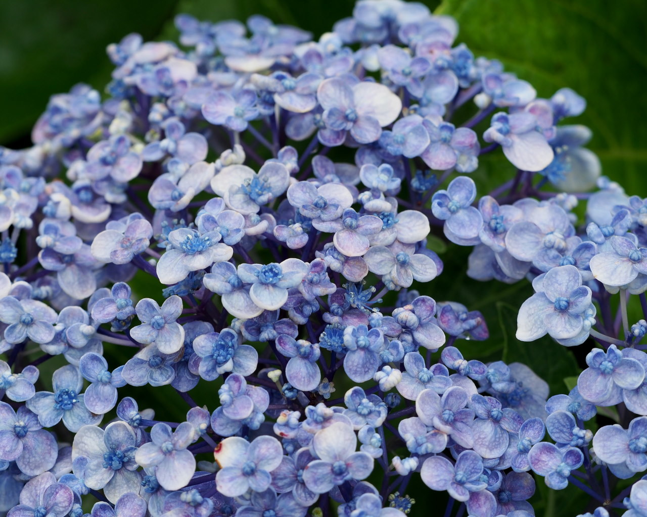 雨の合間に　カメラ同伴ご近所散歩_c0305565_17235267.jpg