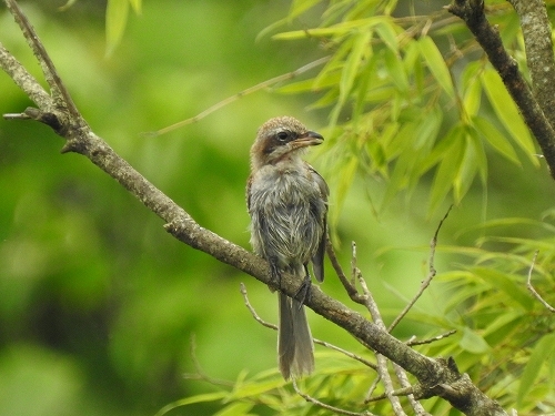 ★4連休荒れた天気ですが、鳥たちは元気です・・・先週末の鳥類園(2020.7.23~26)_e0046474_22110442.jpg