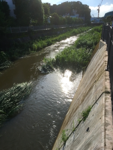 四連休おわり　雨、打ち水程度ならよいですが（今年は長梅雨）_d0370681_23264077.jpg