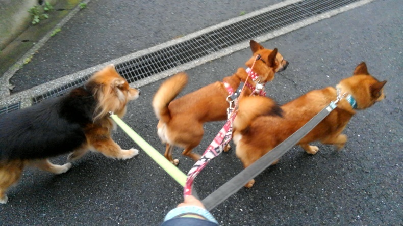 類は友を・・・_e0401283_05584823.jpg