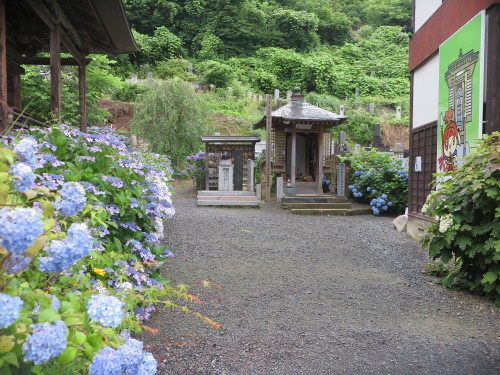 堂森 善光寺の紫陽花 早朝 ３ ２０２０ ７ １９ 米沢より愛をこめて