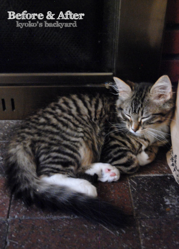 子猫時代のしましまはどこへ?_b0253205_06262879.jpg