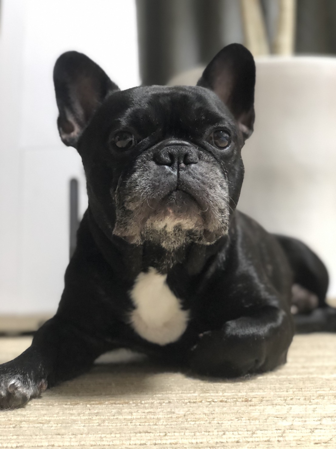 フレンチブルドッグ クロ マロ 嬉しいお便り The Royal Family French Bulldog Breeder