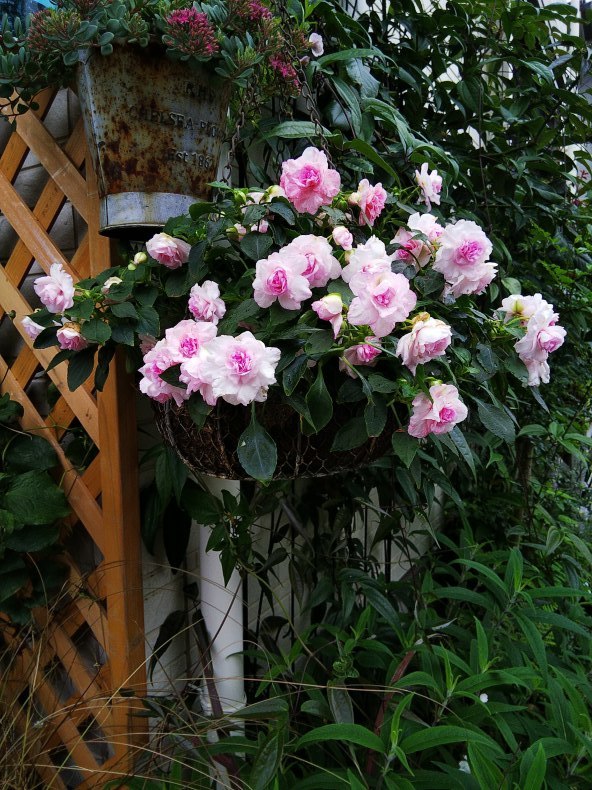 バラ咲きインパチェンスの切り戻し 小庭の園芸日記