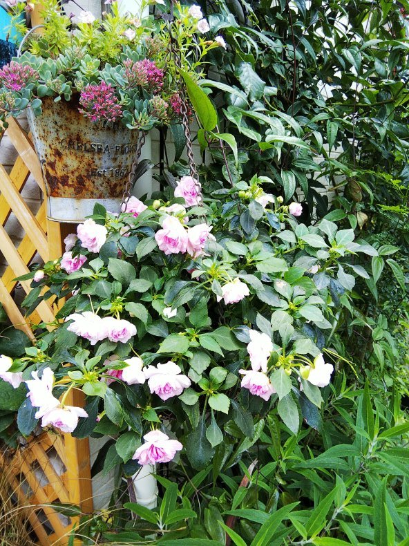バラ咲きインパチェンスの切り戻し 小庭の園芸日記
