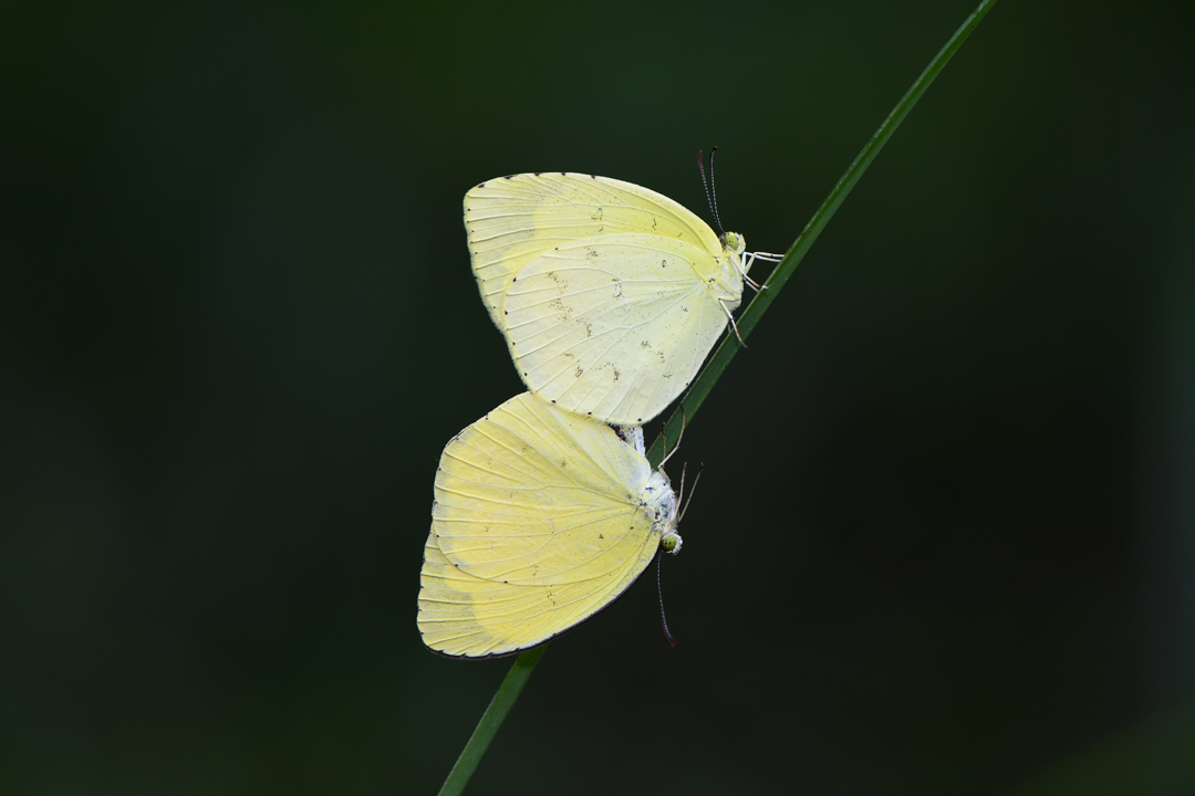 クロヒカゲモドキ_d0332816_21235900.jpg