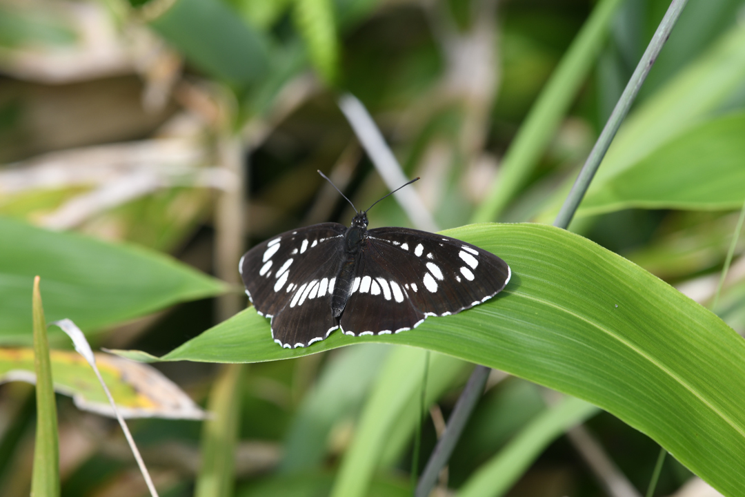 フタスジチョウ (2020/07/19)_d0332816_23261258.jpg