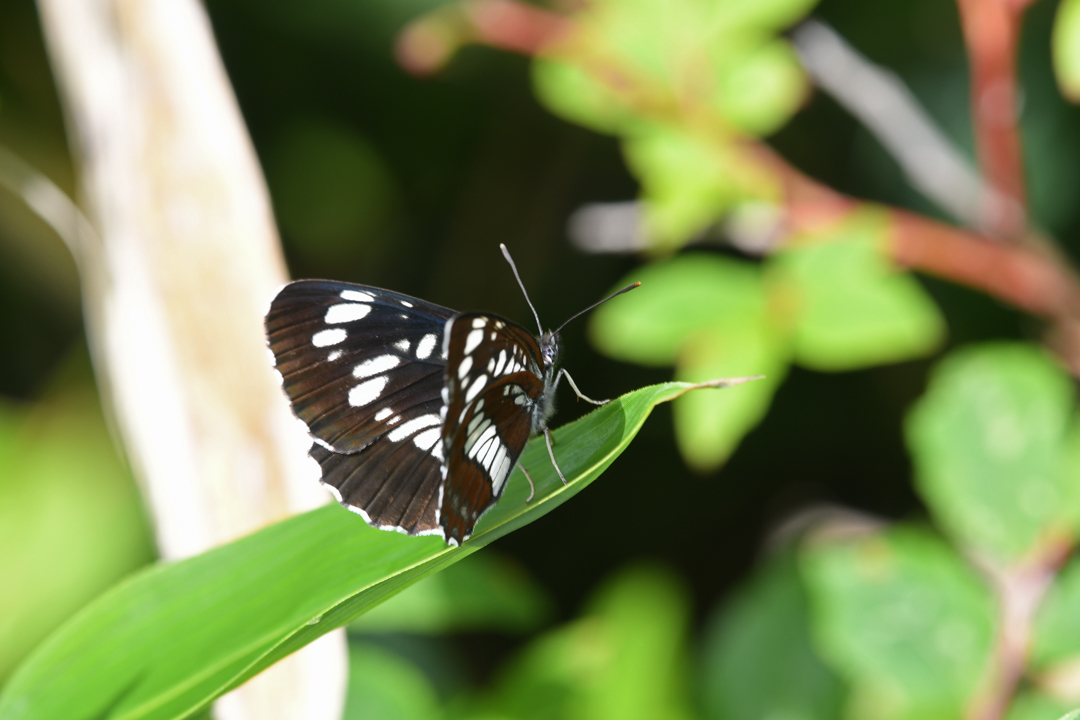 フタスジチョウ (2020/07/19)_d0332816_23261746.jpg