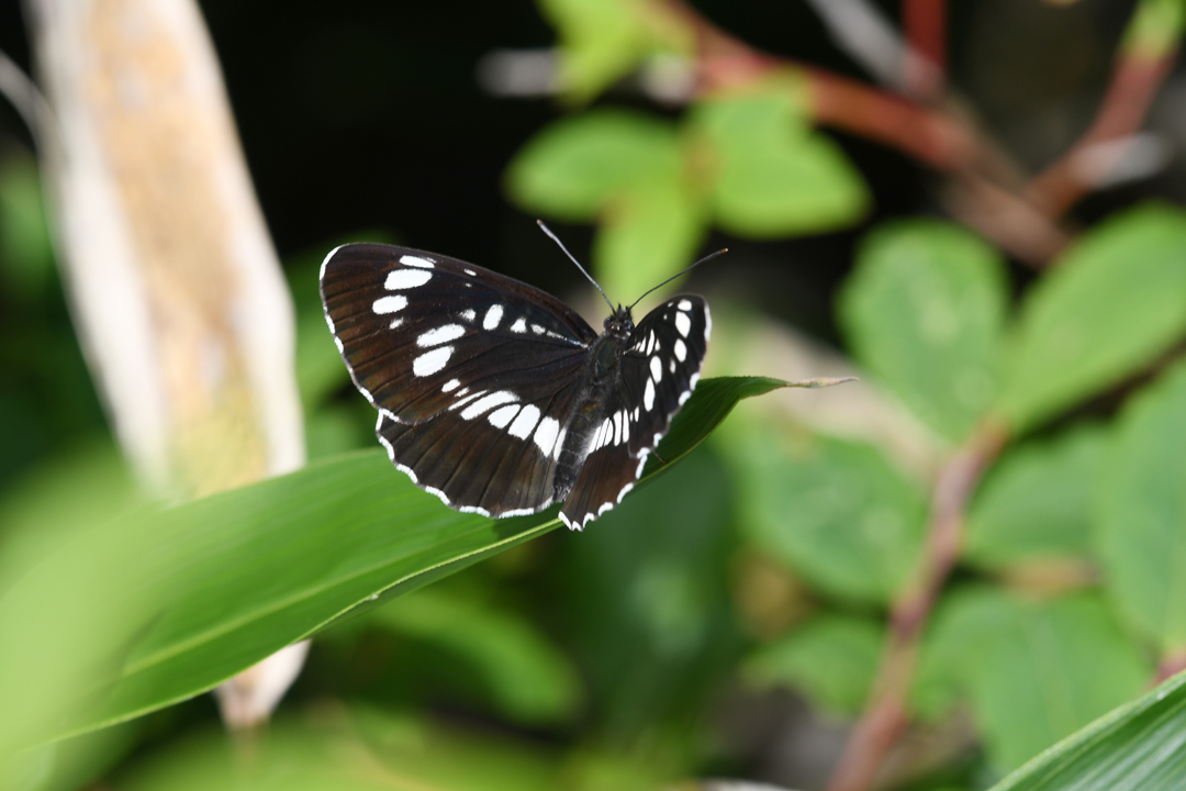 フタスジチョウ (2020/07/19)_d0332816_23261948.jpg