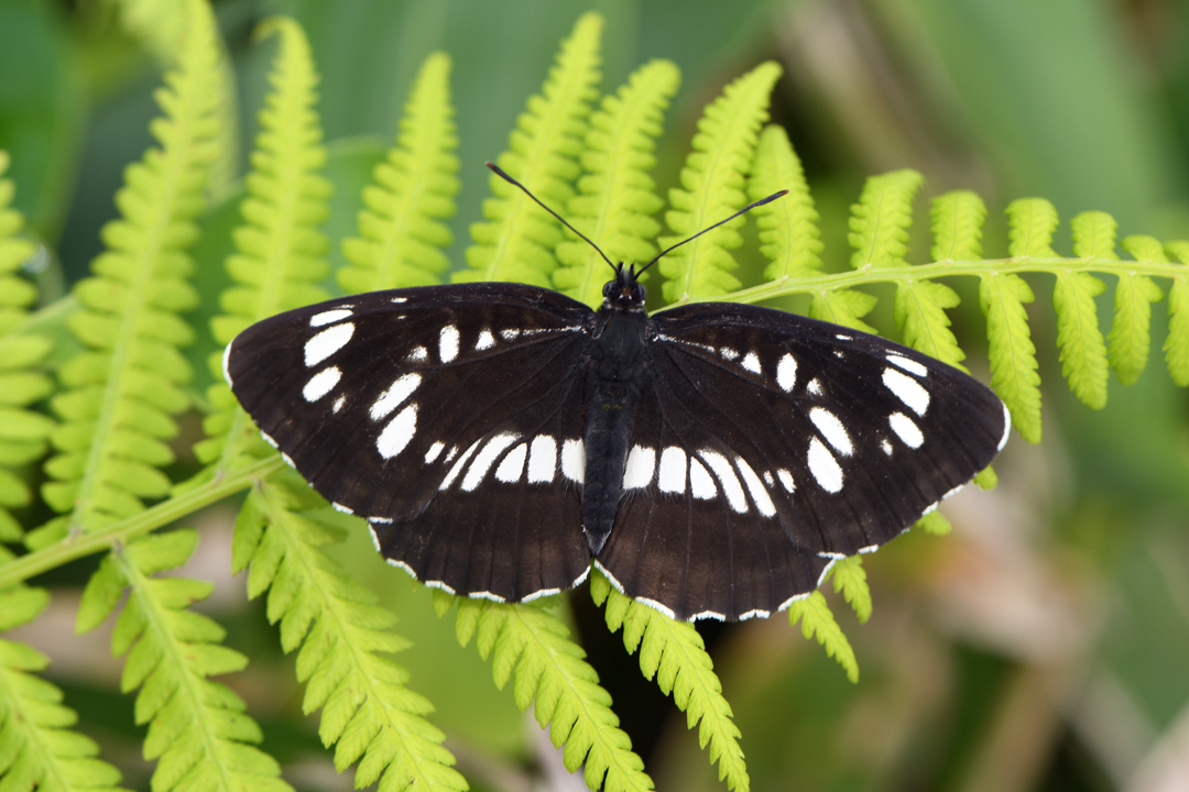 フタスジチョウ (2020/07/19)_d0332816_23262764.jpg