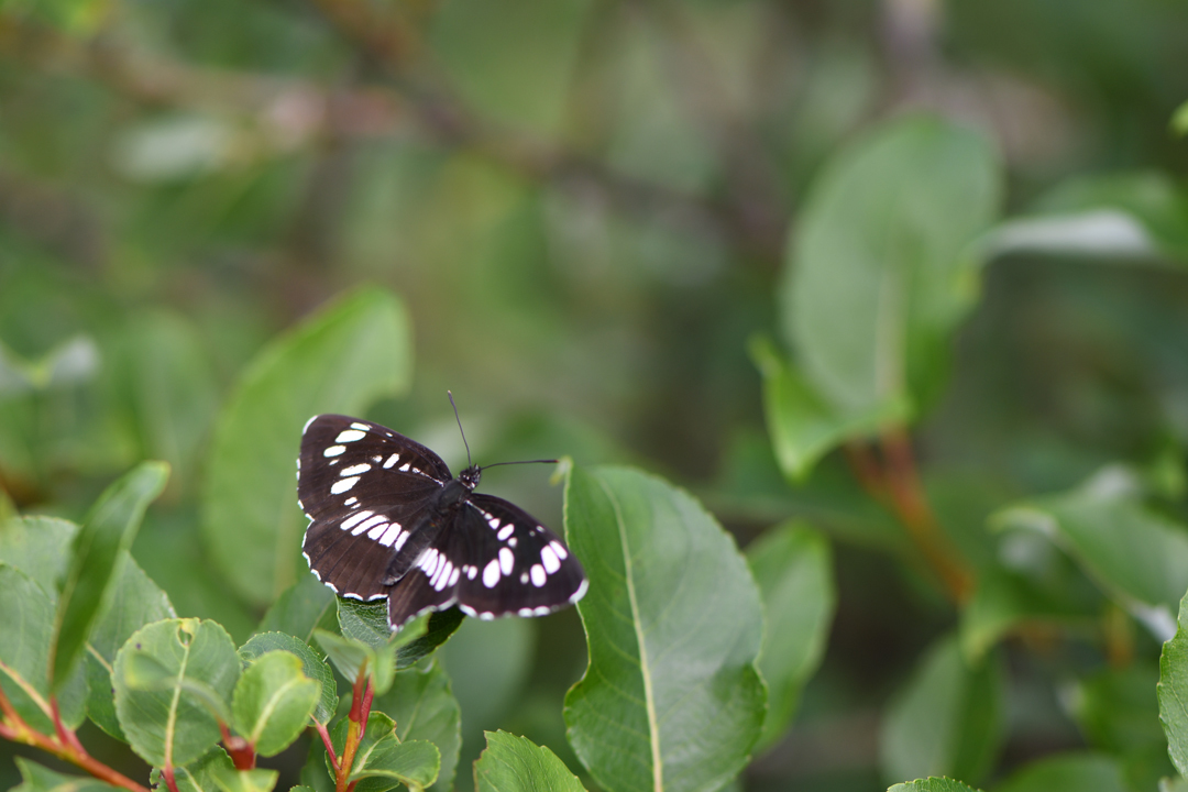 フタスジチョウ (2020/07/19)_d0332816_23262913.jpg