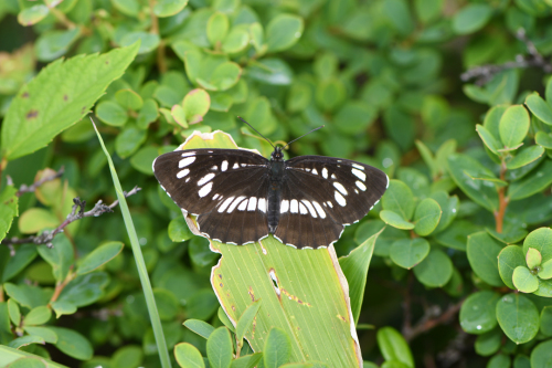 フタスジチョウ (2020/07/19)_d0332816_23263228.jpg