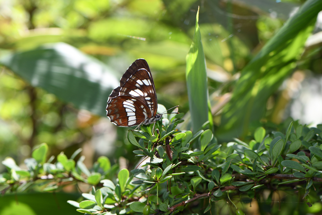 フタスジチョウ (2020/07/19)_d0332816_23263514.jpg