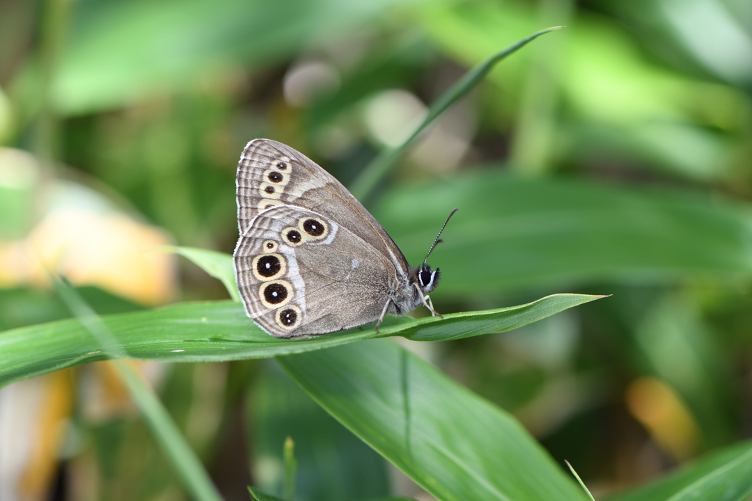 夏の高原のチョウたち　その２　（2020/07/19） _d0332816_23372119.jpg