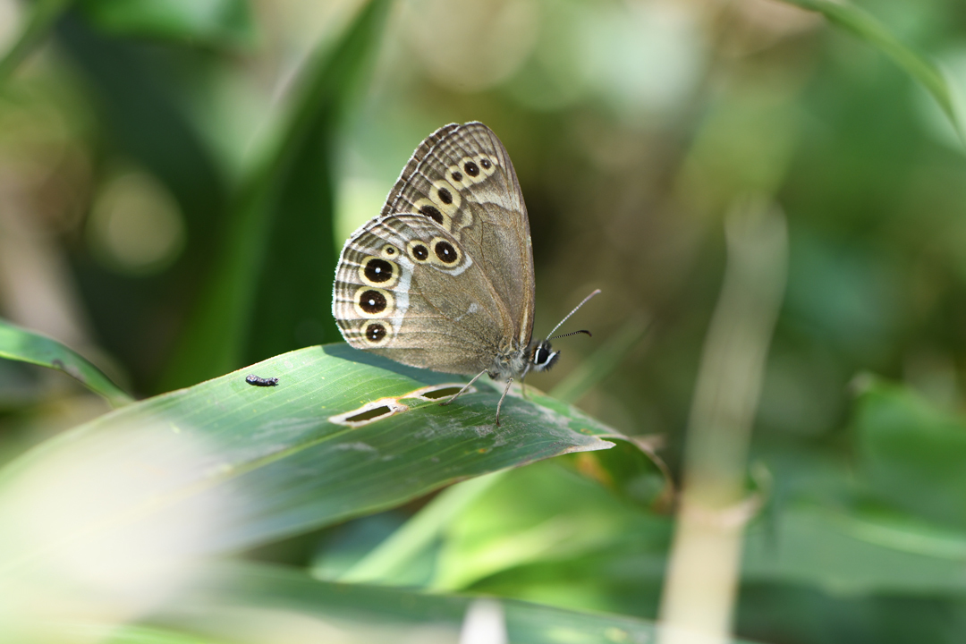 夏の高原のチョウたち　その２　（2020/07/19） _d0332816_23372312.jpg