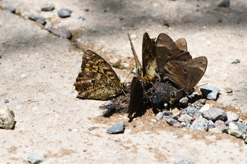 夏の高原のチョウたち　その２　（2020/07/19） _d0332816_23372621.jpg