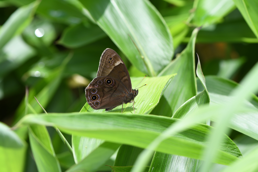 夏の高原のチョウたち　その２　（2020/07/19） _d0332816_23373565.jpg