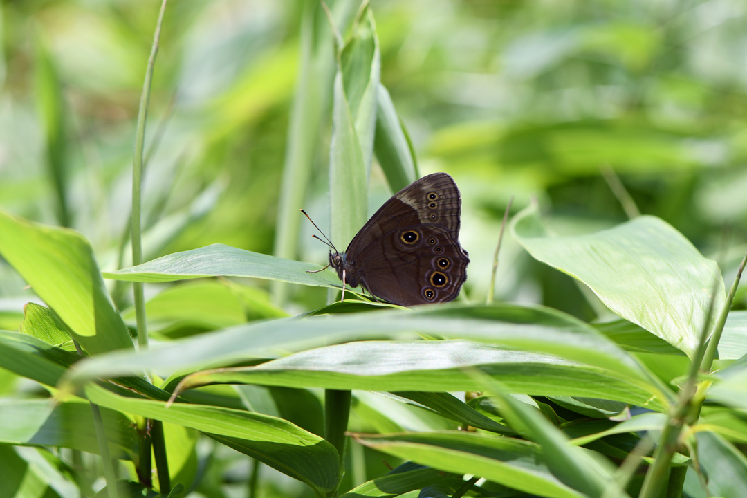 夏の高原のチョウたち　その２　（2020/07/19） _d0332816_23373766.jpg