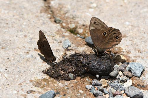 夏の高原のチョウたち　その２　（2020/07/19） _d0332816_23374038.jpg