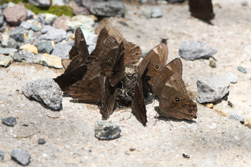 夏の高原のチョウたち　その２　（2020/07/19） _d0332816_23374318.jpg