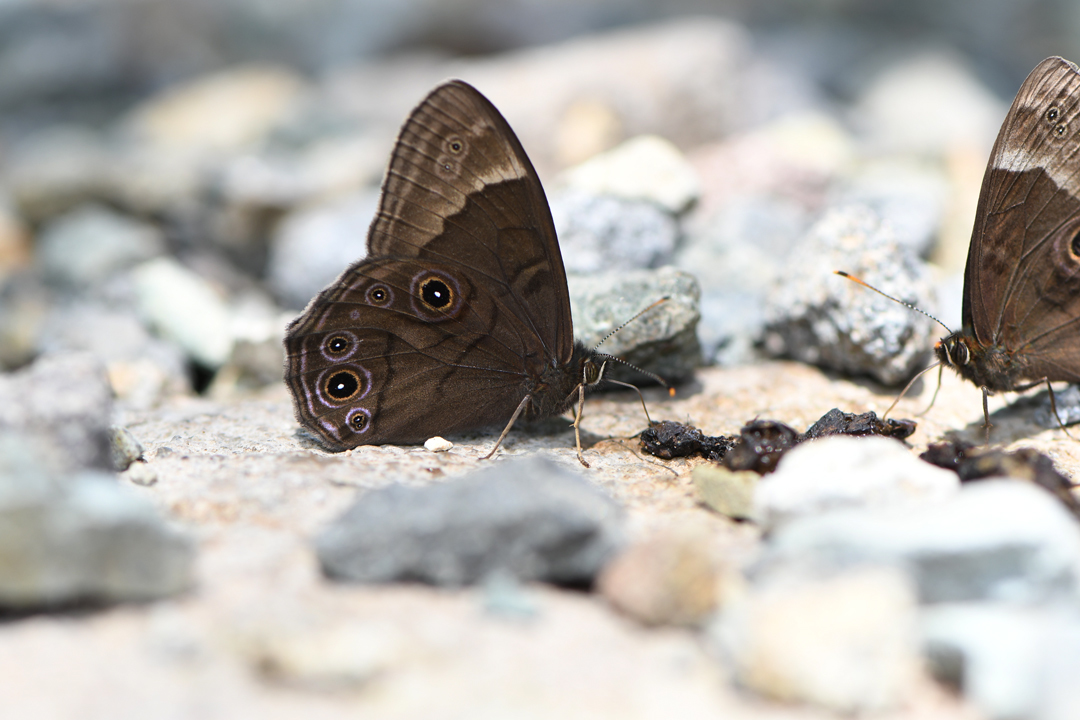 夏の高原のチョウたち　その２　（2020/07/19） _d0332816_23375001.jpg