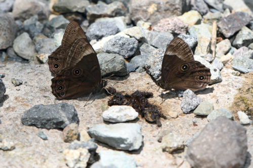 夏の高原のチョウたち　その２　（2020/07/19） _d0332816_23375265.jpg