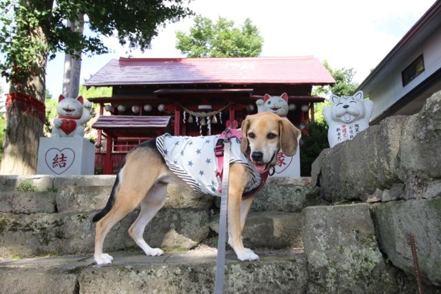 県内旅行1日目　八坂神社から大館市「秋田犬の里」へ_b0031538_14221777.jpg