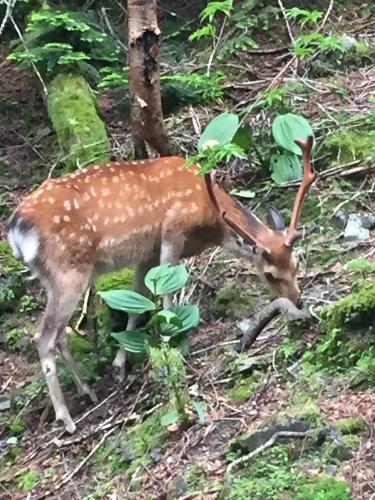 【8月1日更新】8月テント泊予約状況のご案内_c0369344_12135576.jpeg