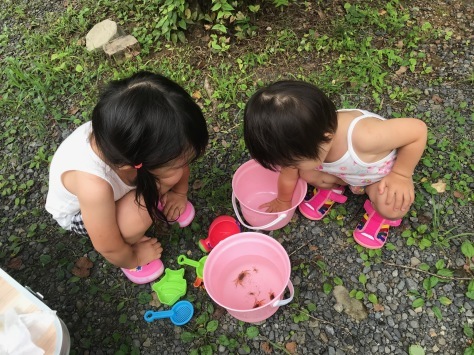 コリハの嵐_b0208246_14312373.jpg