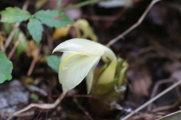 茗荷の花 ミョウガノハナ ひげ爺の花便り