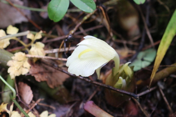 茗荷の花 ミョウガノハナ ひげ爺の花便り