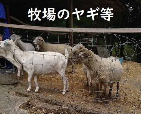 7月の連休でにぎわい_d0096268_14540933.jpg