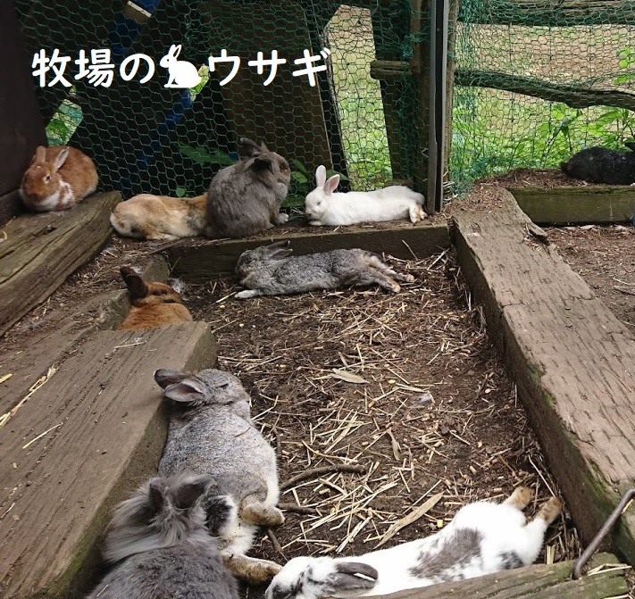 7月の連休でにぎわい_d0096268_14541321.jpg