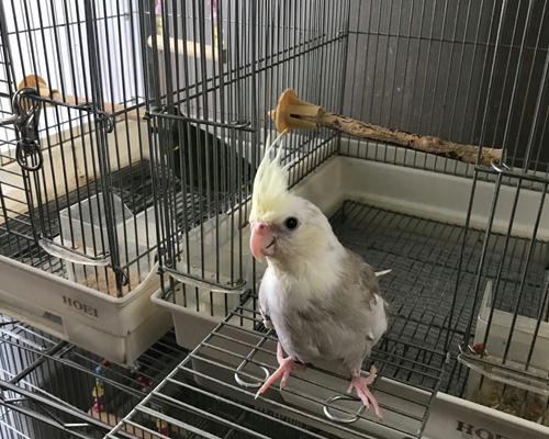 パステルオカメインコちゃん ルチノー家に遊びに来ましたｗｗ お店のインコたち