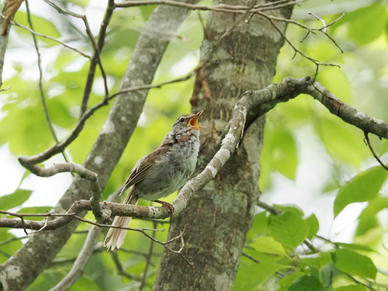 枝先で囀るウグイス コーヒー党の野鳥と自然パート3 枝先で囀るウグイス コーヒー党の野鳥と自然パート3