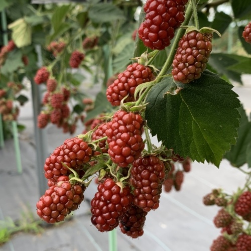 ブラックベリー摘み くもり空の下 もりもり食べる_a0134394_05021125.jpeg