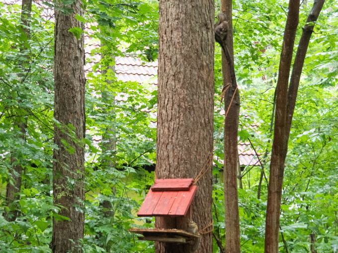 ”エゾリス君”と”エゾシマリスさん”がリス小屋で鉢合わせ!_f0276498_21385405.jpg