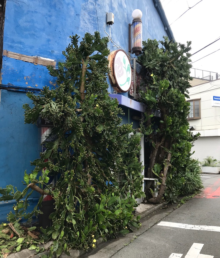 代々木上原~笹塚 さんぽ♪_c0212604_5535837.jpg