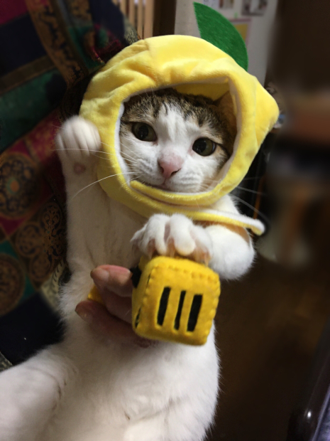 スズメ レモンいこちゃん_f0375804_06455590.jpg