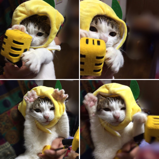 スズメ レモンいこちゃん_f0375804_06571594.jpg