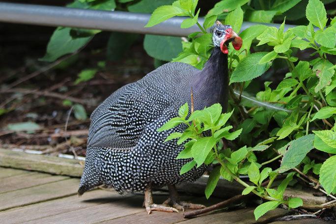 とりたちのらくえん~夏の日の鳥たち(大宮公園小動物園 September 2019)_b0355317_22002344.jpg