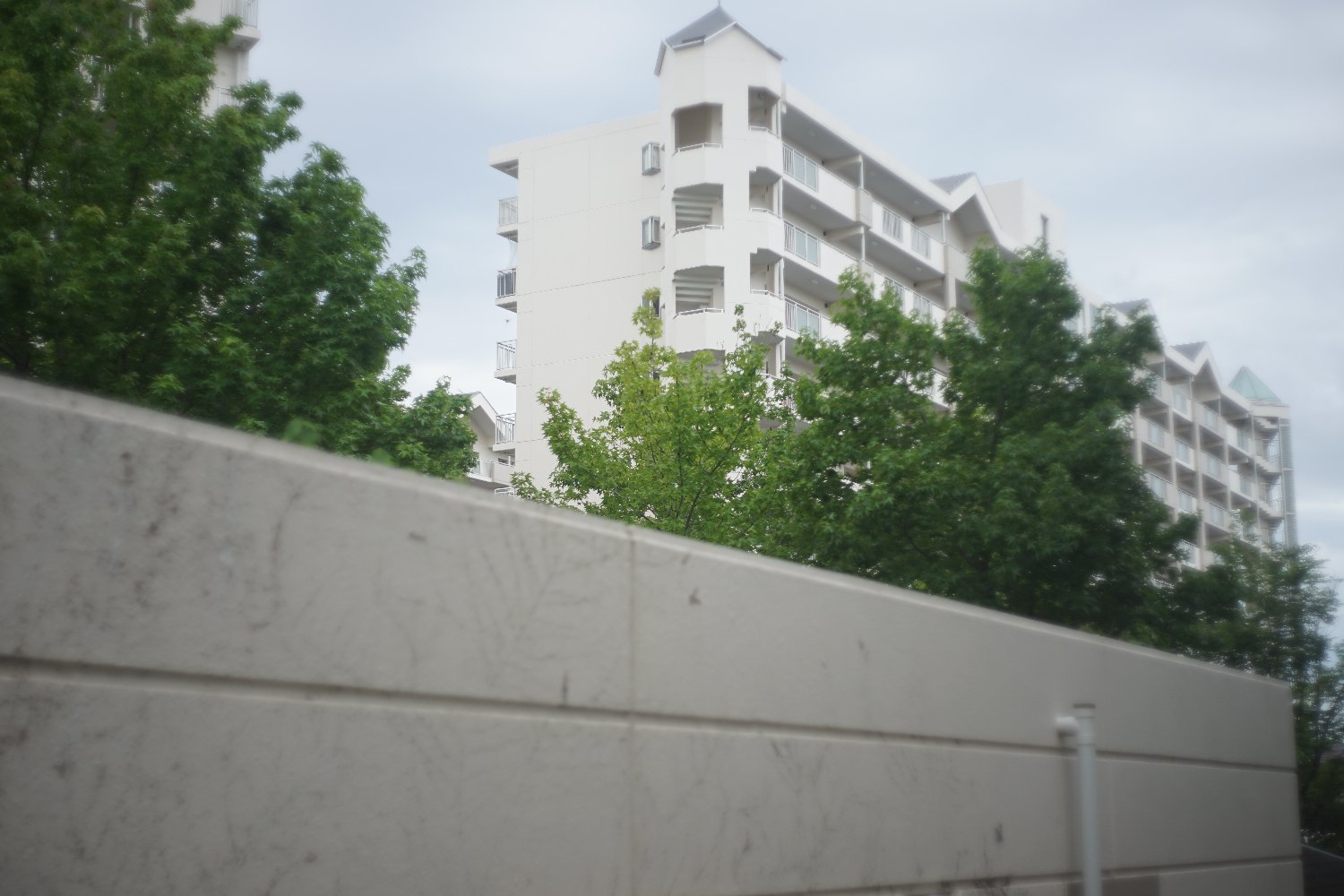 オートヤシノン 50mm F2 で_b0069128_11170538.jpg