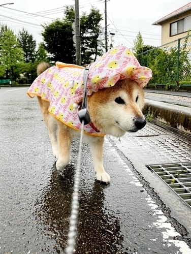 大雨に厳重警戒_b0314043_06525248.jpg