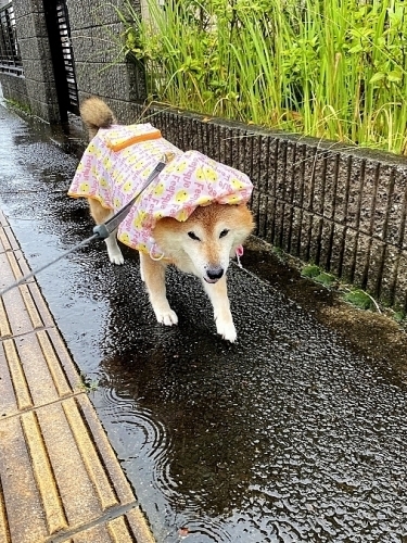 大雨に厳重警戒_b0314043_06531959.jpg