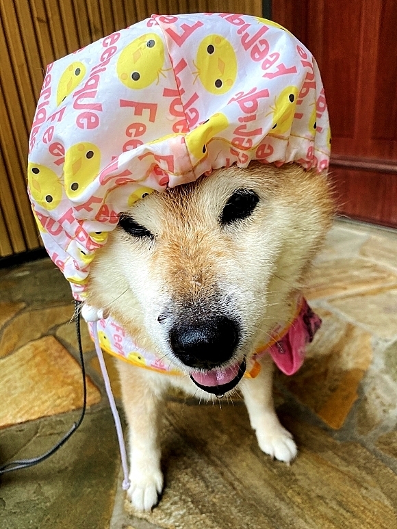 大雨に厳重警戒_b0314043_06535273.jpg