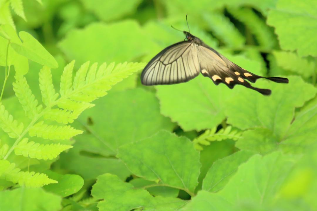 ジャコウアゲハその2_e0403850_20145665.jpg